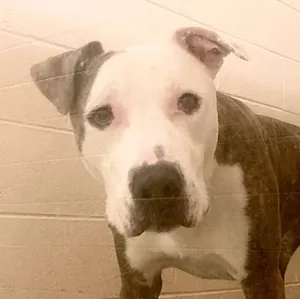 Duke