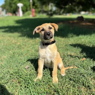 Gemini--In Foster