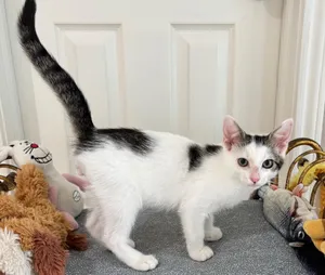 Little Kenobi - May the Force Be With Him
