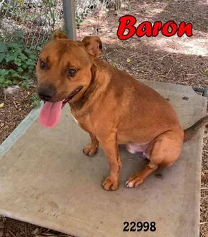 Baron