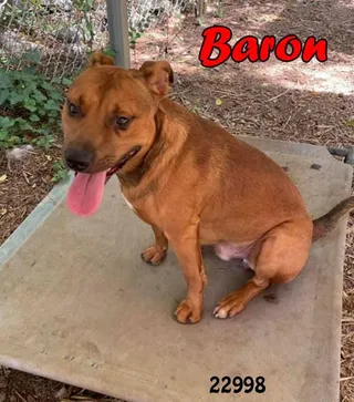 Baron