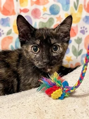 Obsidian (PetSmart S Claiborne)
