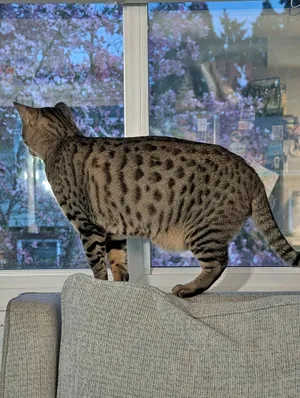JEMMA & JASPER #1939 - Offered by Owner -CHEETOH
