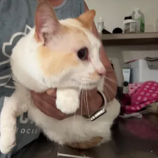 Sugar