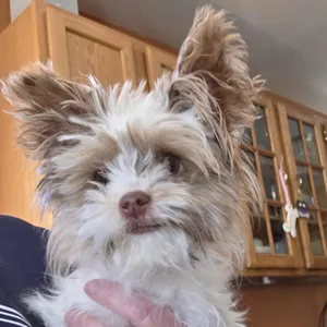 Tinkerbelle