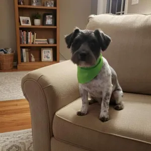 Oreo