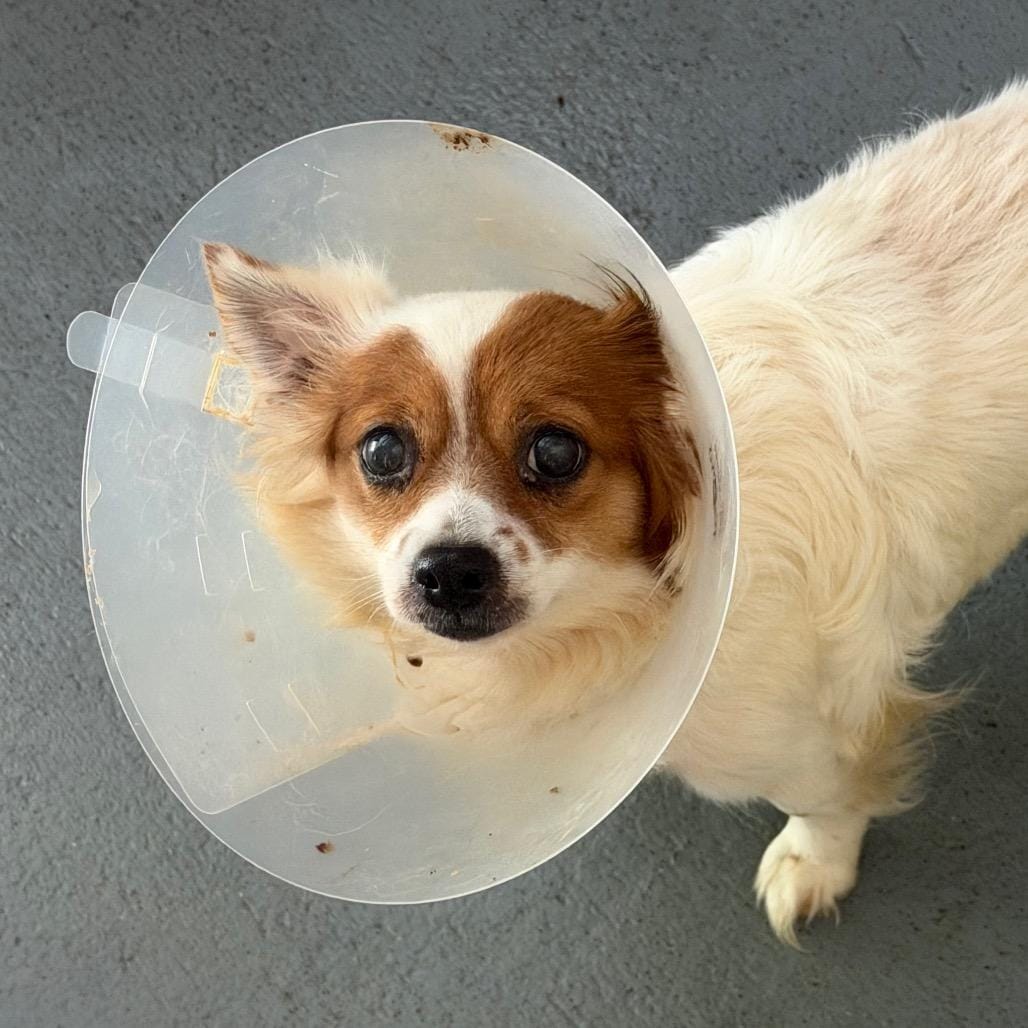Taco