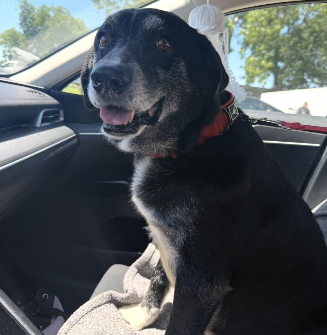 Harley - Your next best friend