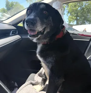 Harley - Your next best friend