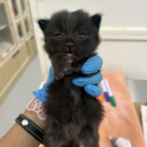 Gomez