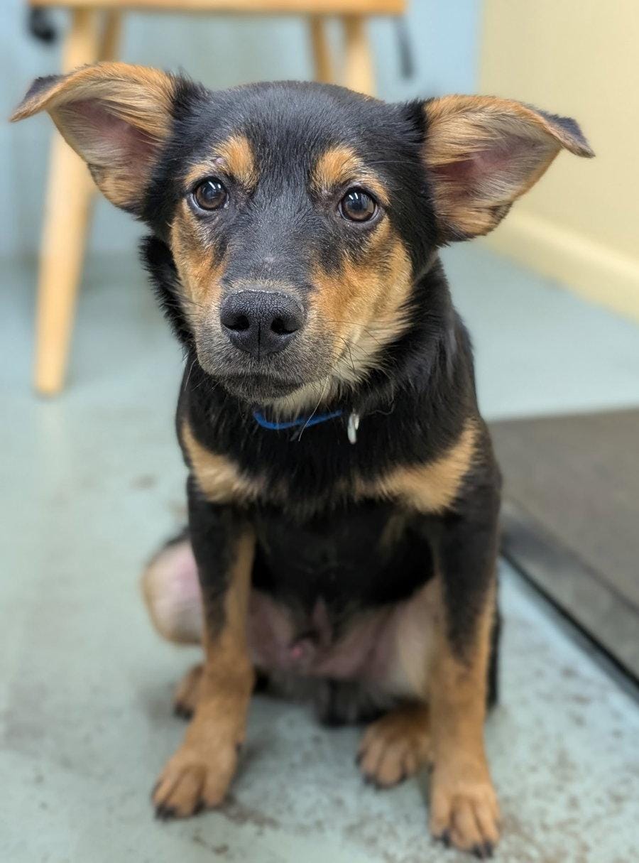 Puppy Romeo