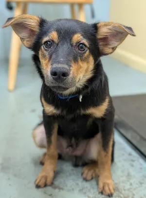 Puppy Romeo