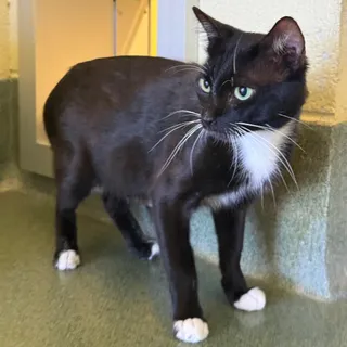 Sylvester