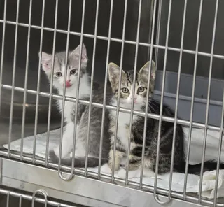 Puddin & Fig (BONDED PAIR)