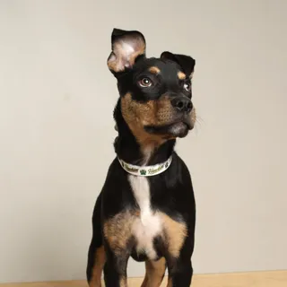 Ziggy D70118