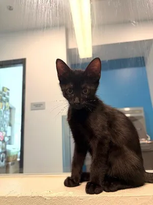 Catfish