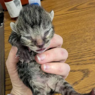 Percy