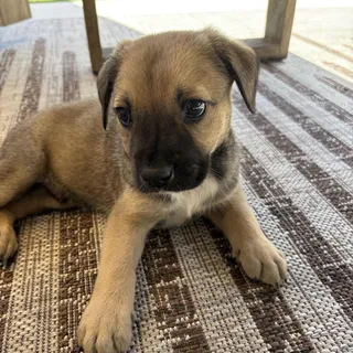 Cassidy