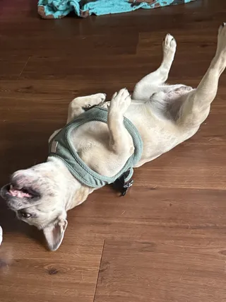Duke