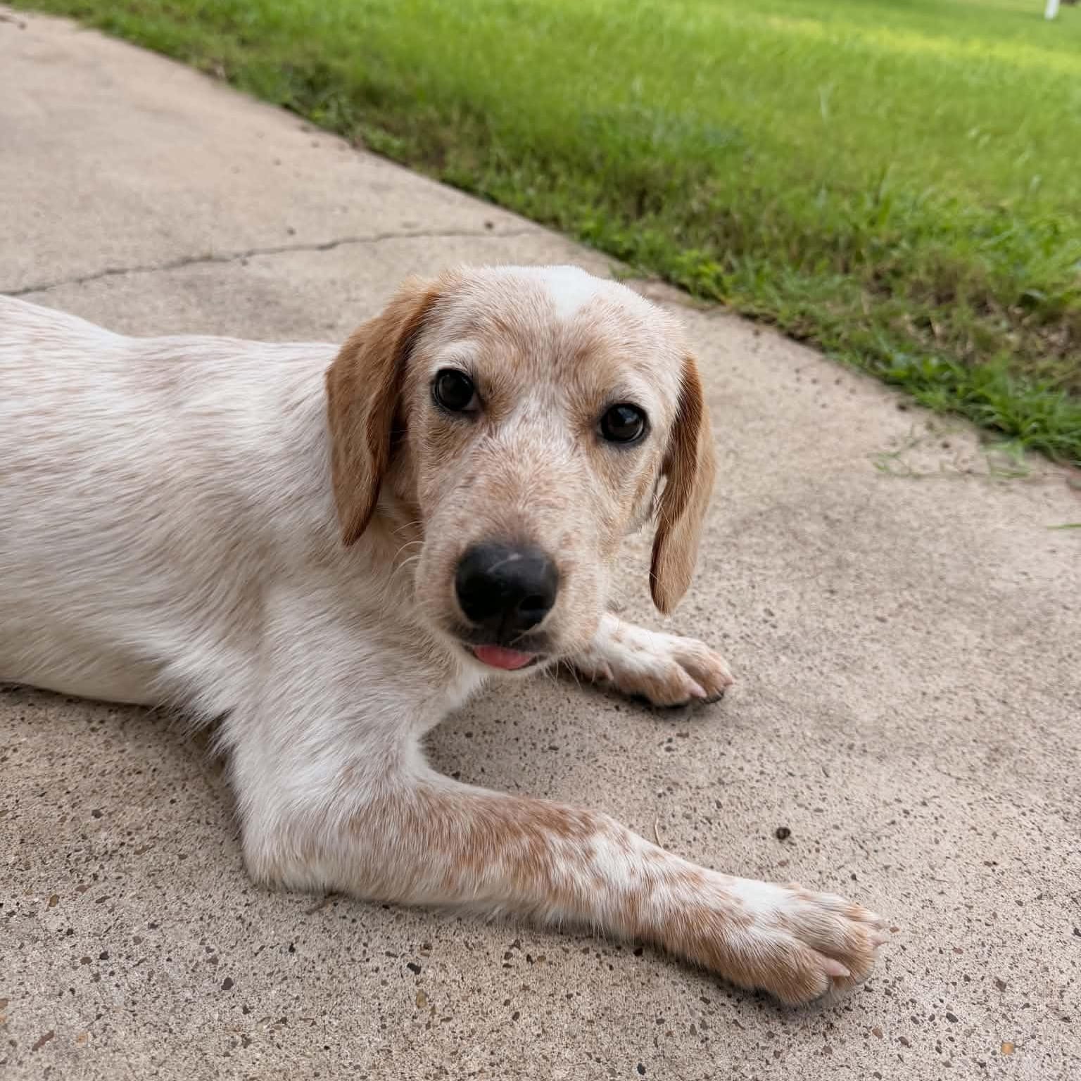 Penny