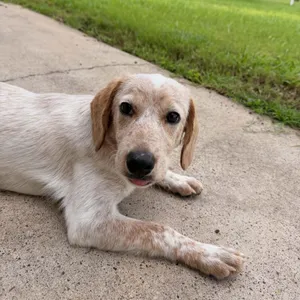 Penny