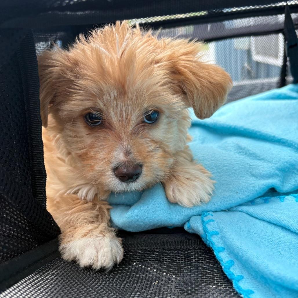 Charlie