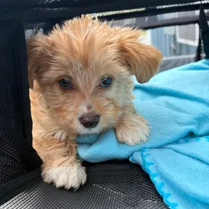 Charlie