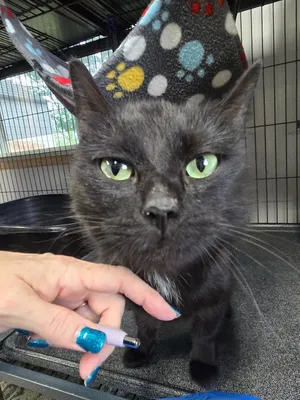 Bagheera