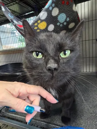 Bagheera