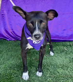 DARLA