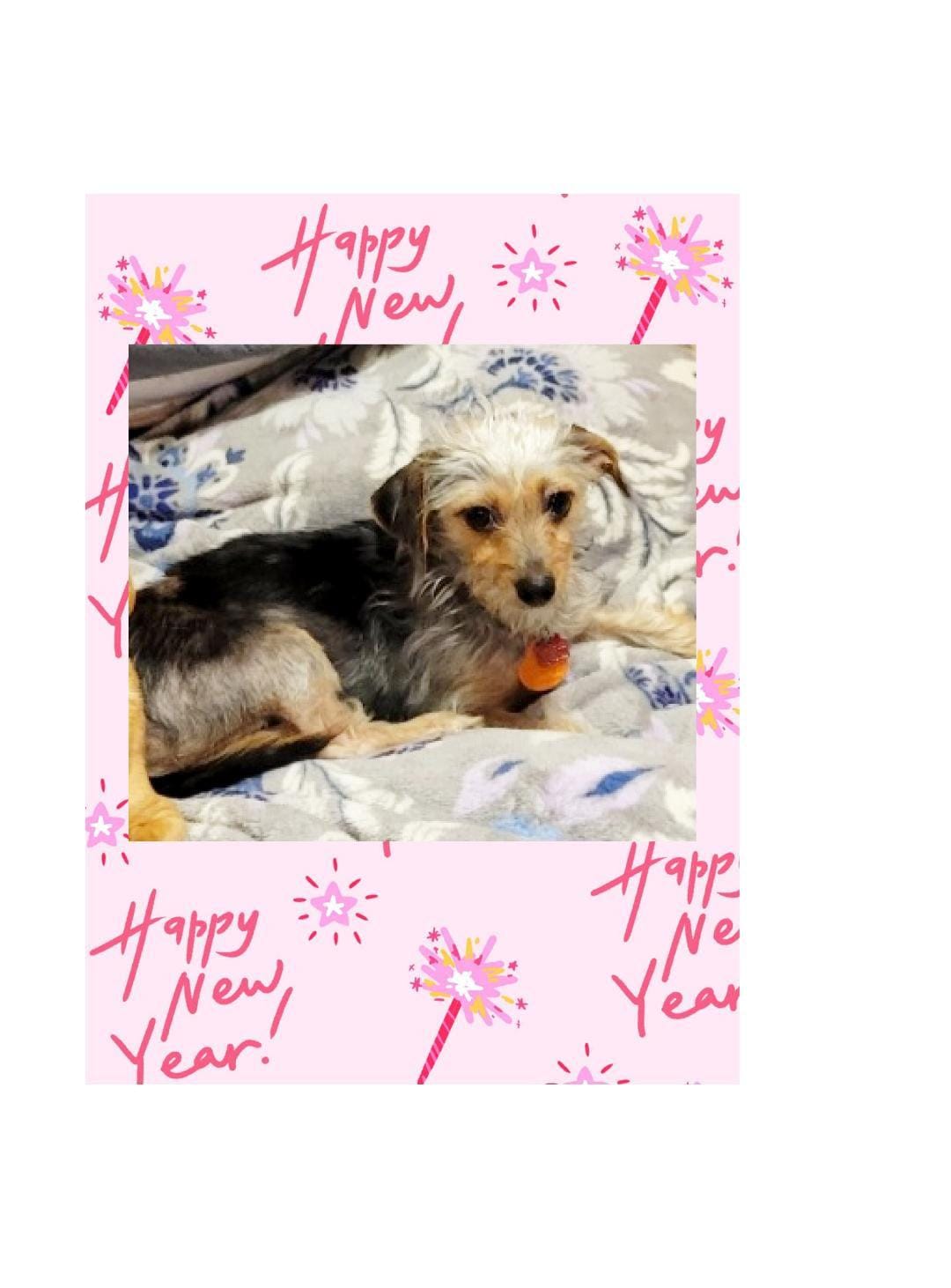 Adopt Minnie Today - Pets TheCountyOffice
