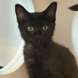 Licorice