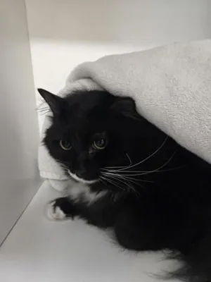 Mufasa