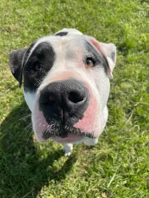 Petey