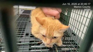 BABY KITTY