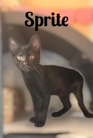 Sprite