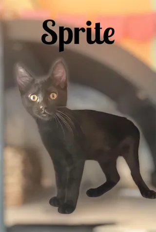 Sprite