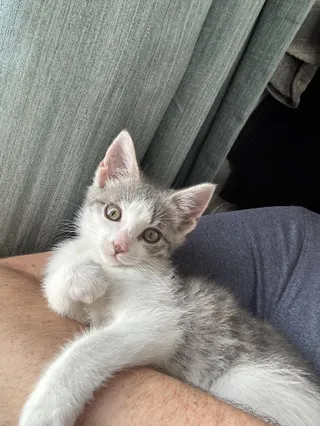Peanut