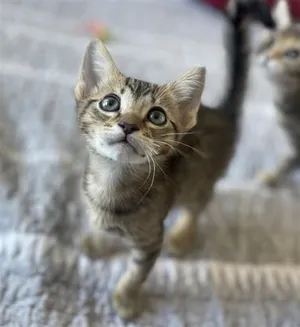 SIMBA