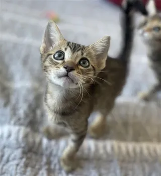 SIMBA