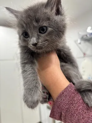 Earl Grey