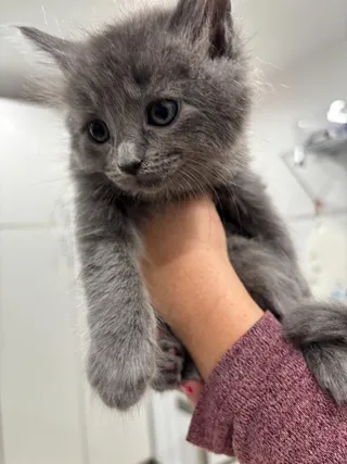 Earl Grey
