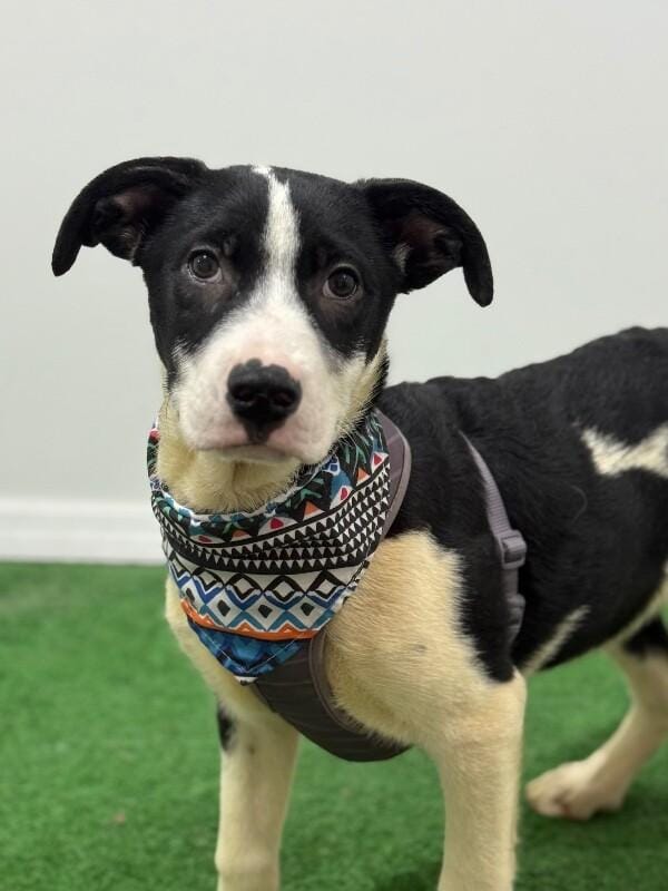 Marley-One of our Amazing Rescue Dogs