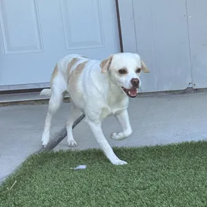 Pogo