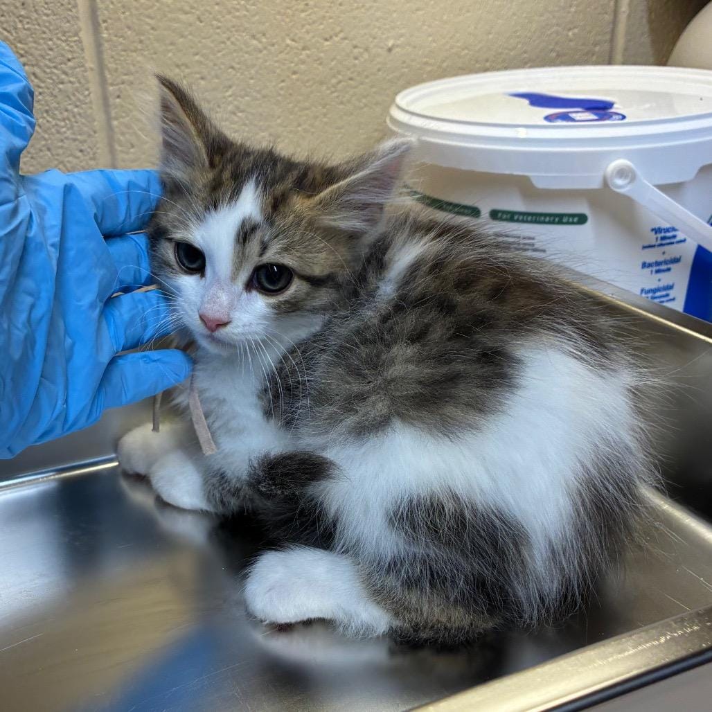 Boy kitten #1