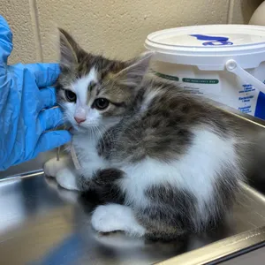 Boy kitten #1