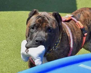 Big Handsome