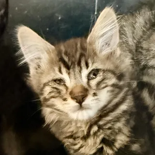 Jax