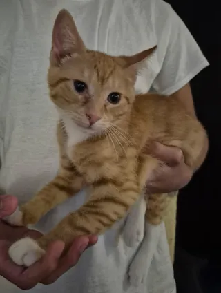 Cheddar
