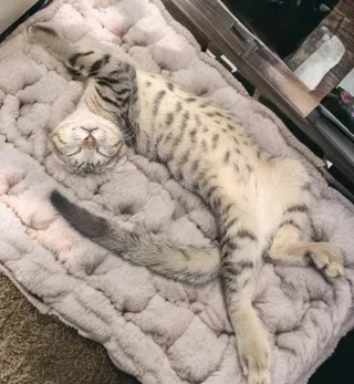Mr Meow